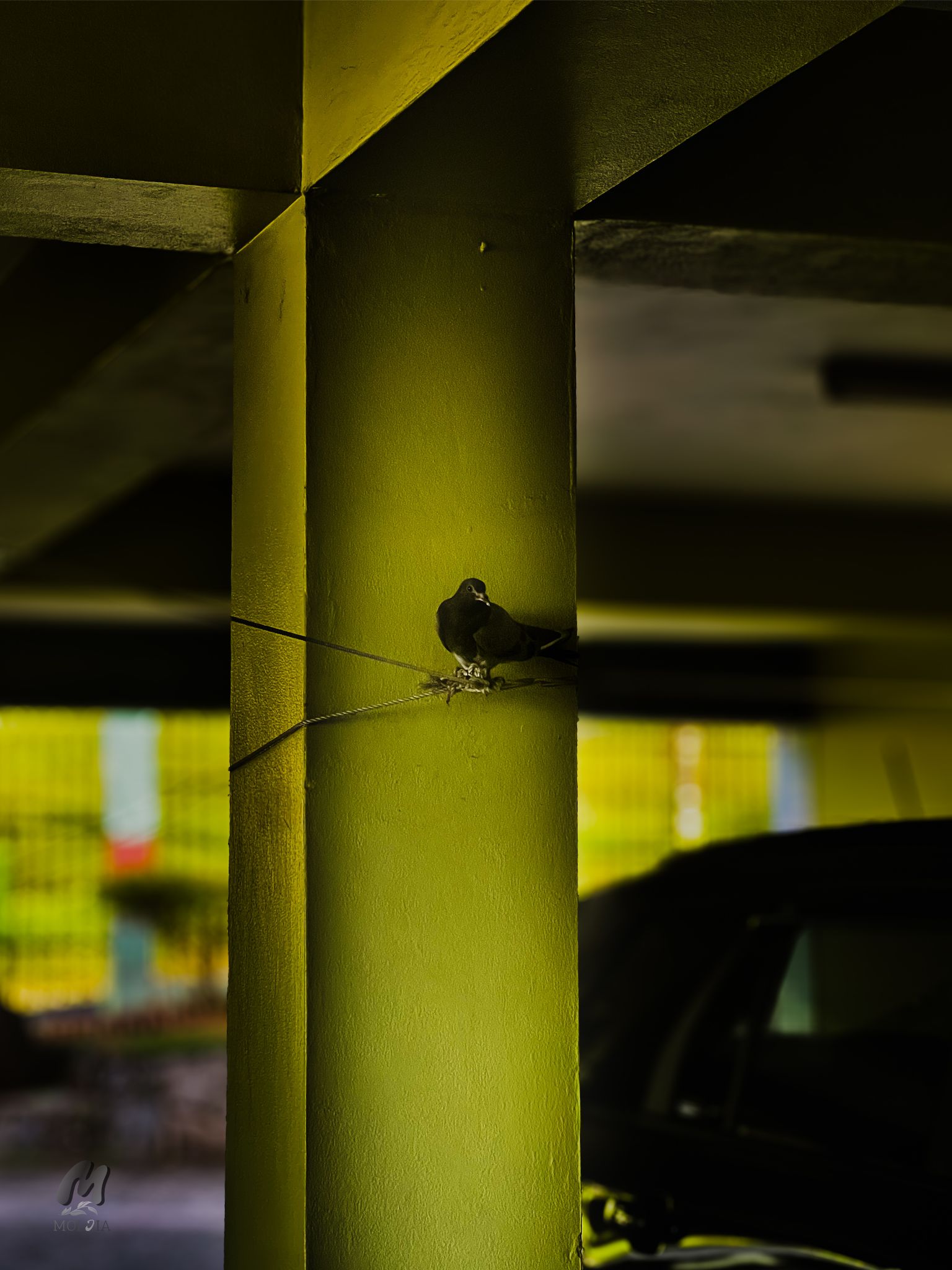 Bird in Garage